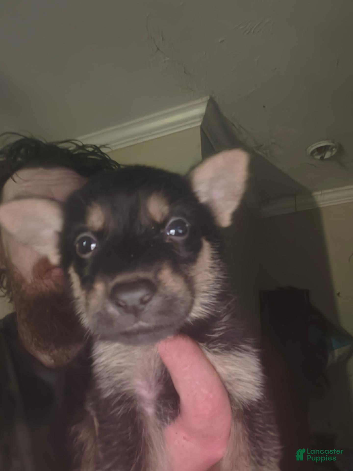 German Shepherd dogs German Shepherd 1 - Ad 27