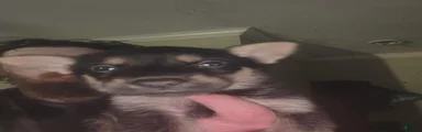 German Shepherd 1