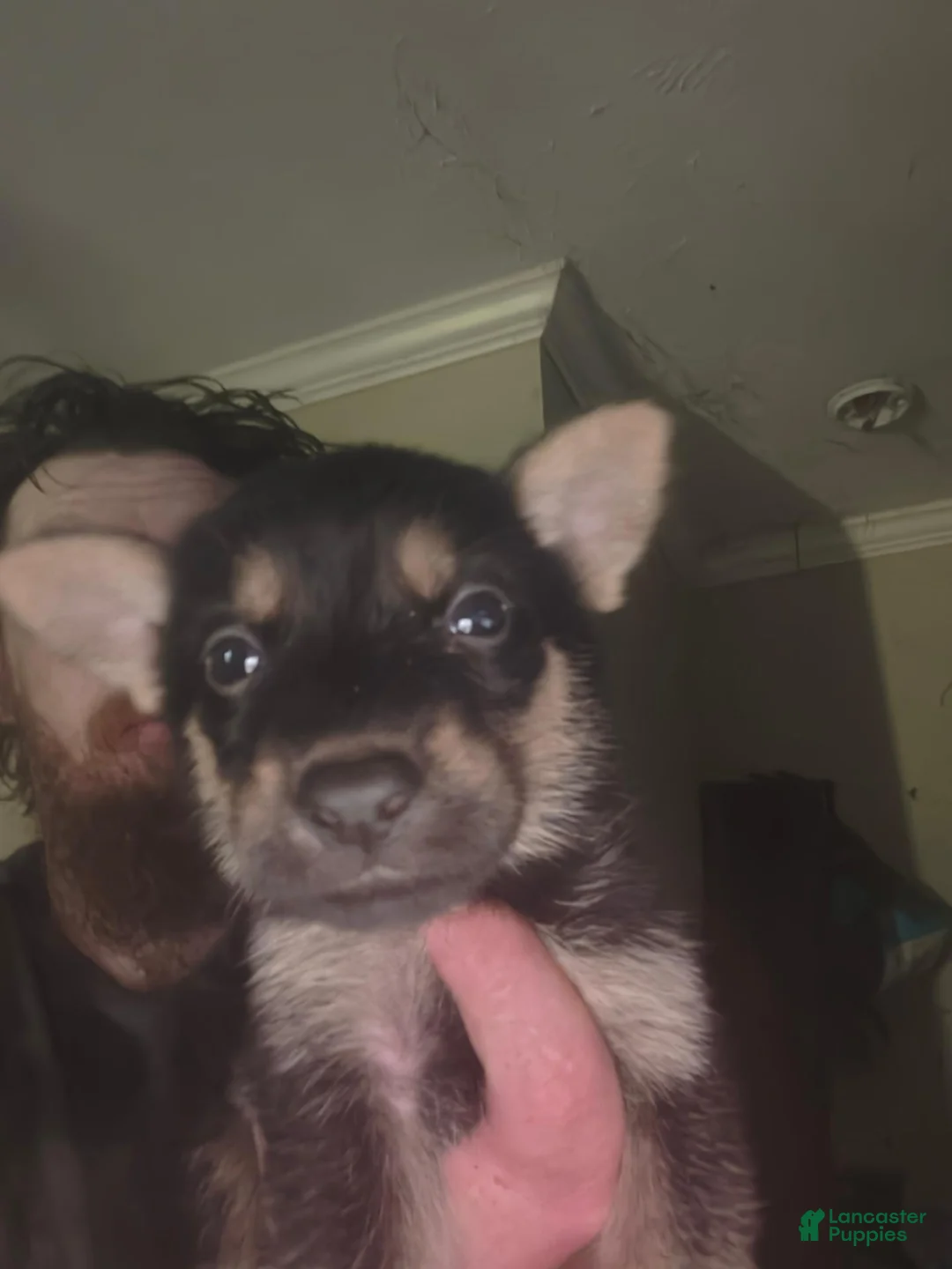 German Shepherd dogs for sale: German Shepherd 1 - Ad 1