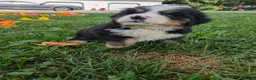 Bernese Mountain Dog dogs for sale: Chubby cheeks  - Ad 3