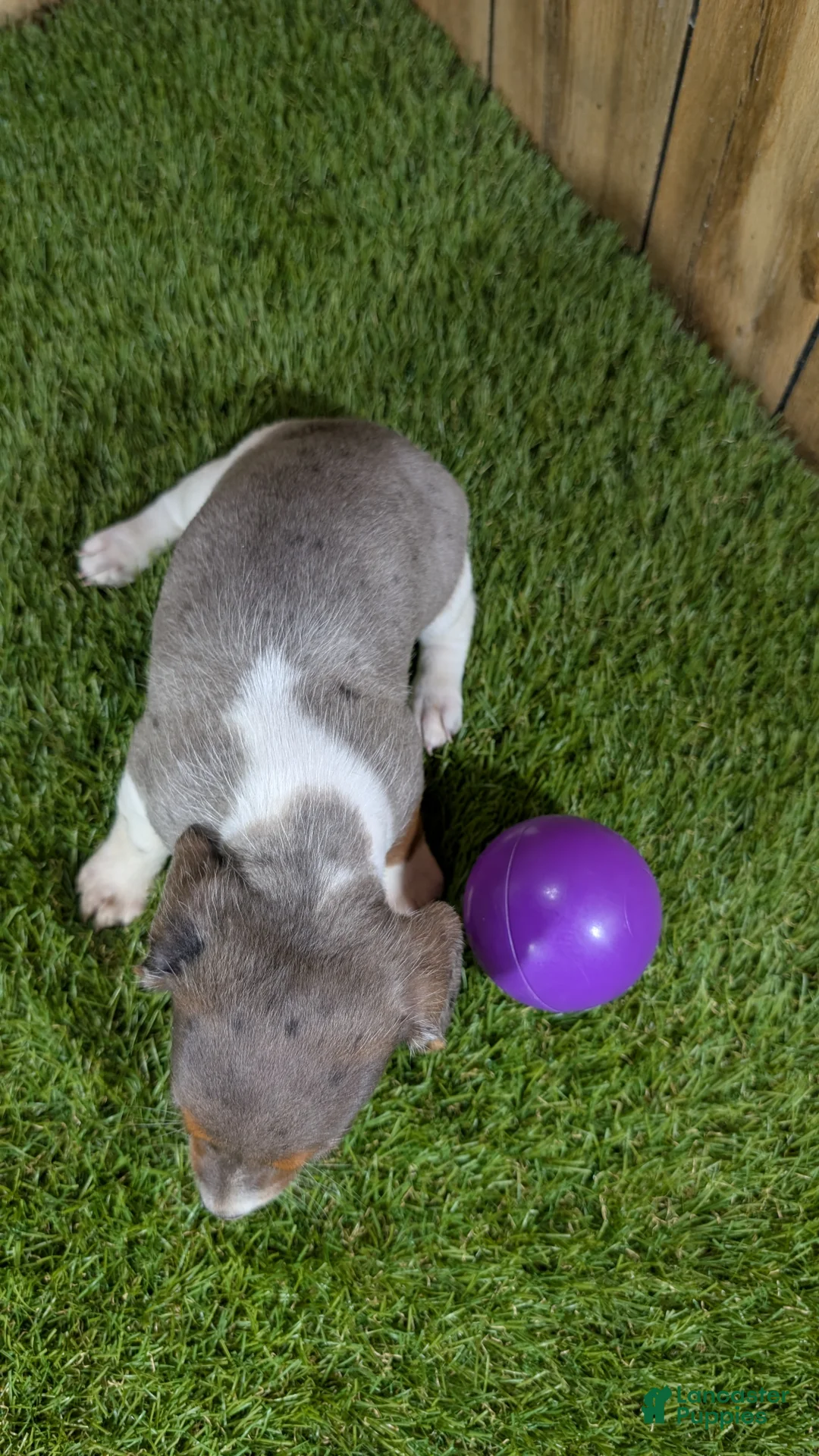 Miniature Dachshund dogs for sale: Cutie Girl 1 - Ad 6
