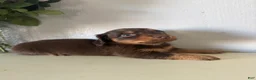 Miniature Dachshund dogs for sale: Milo - Ad 4