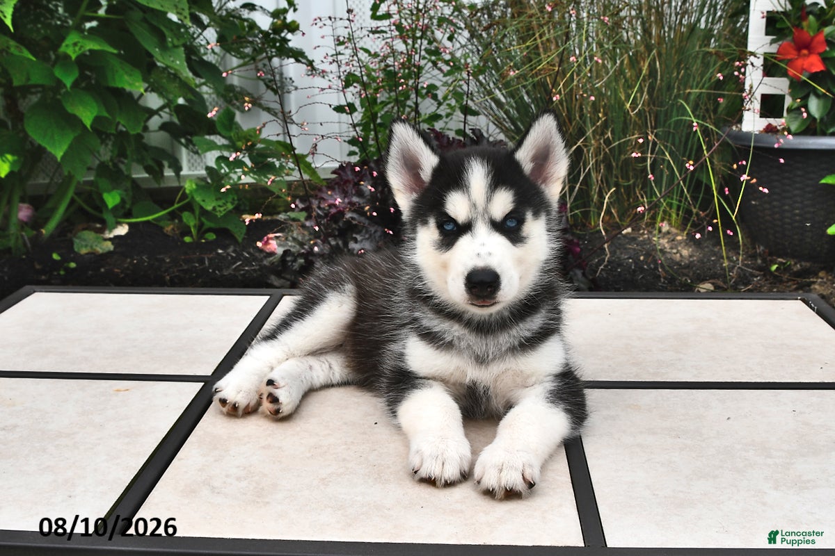 Siberian Husky dogs Balto - Ad 2