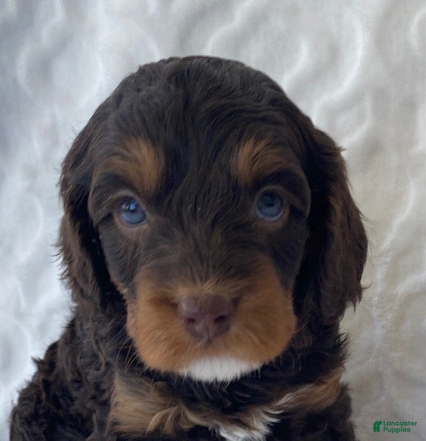 Cavapoo dogs Nolan- Chocolate tri - Ad 2