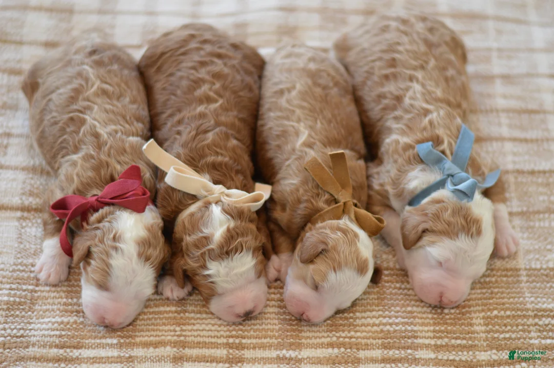 Goldendoodle dogs for sale: Basil - Ad 10