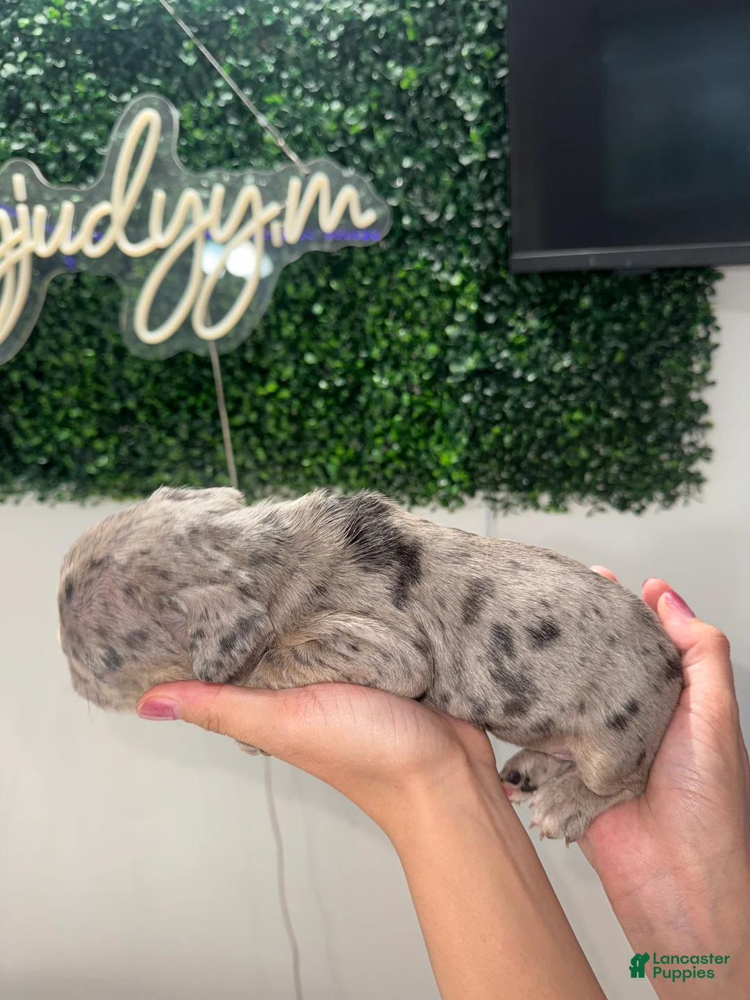 French Bulldog dogs for sale: French Bulldog Puppy 2 - Ad 2