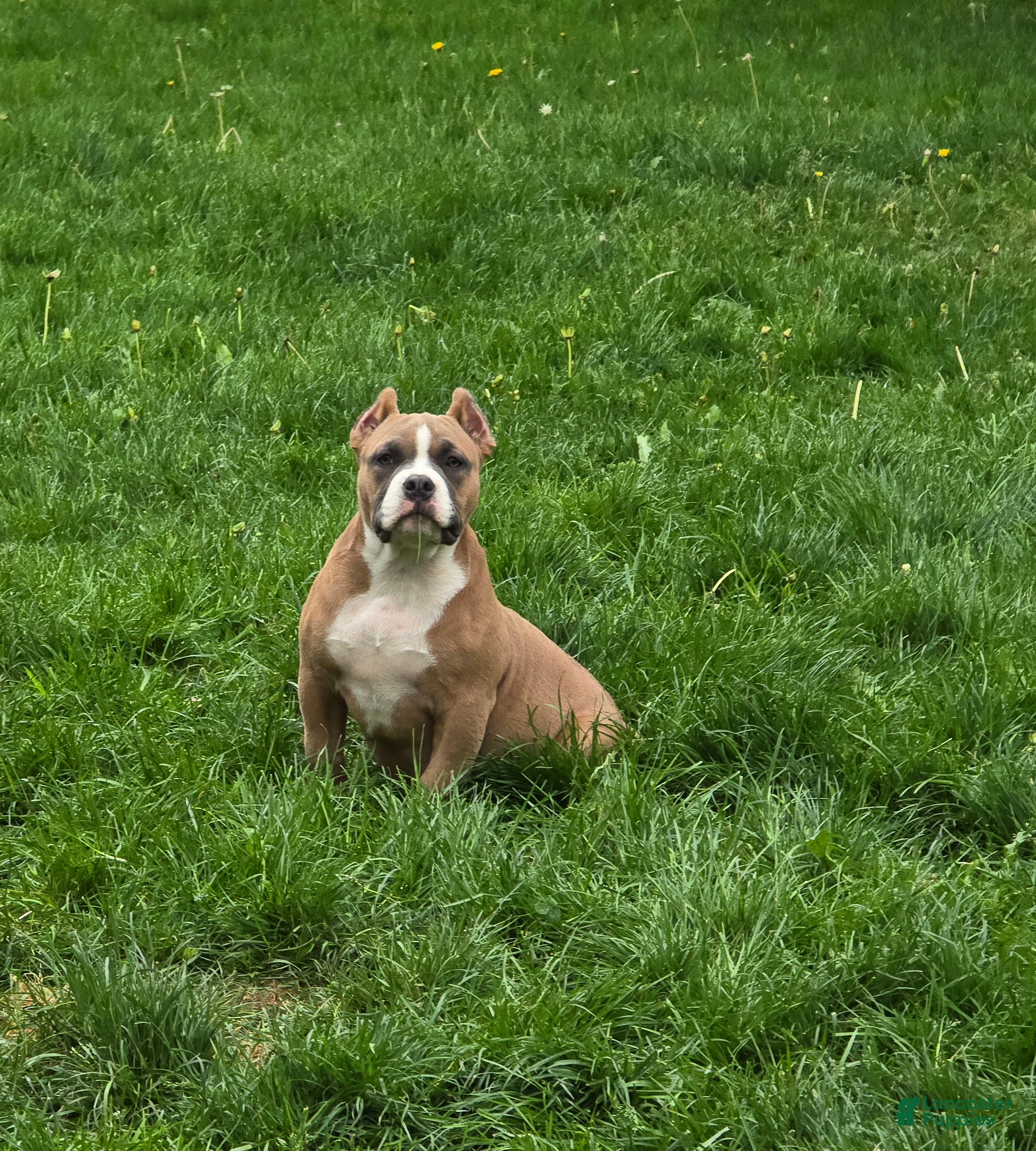 American Bully dogs Stoney  - Ad 2