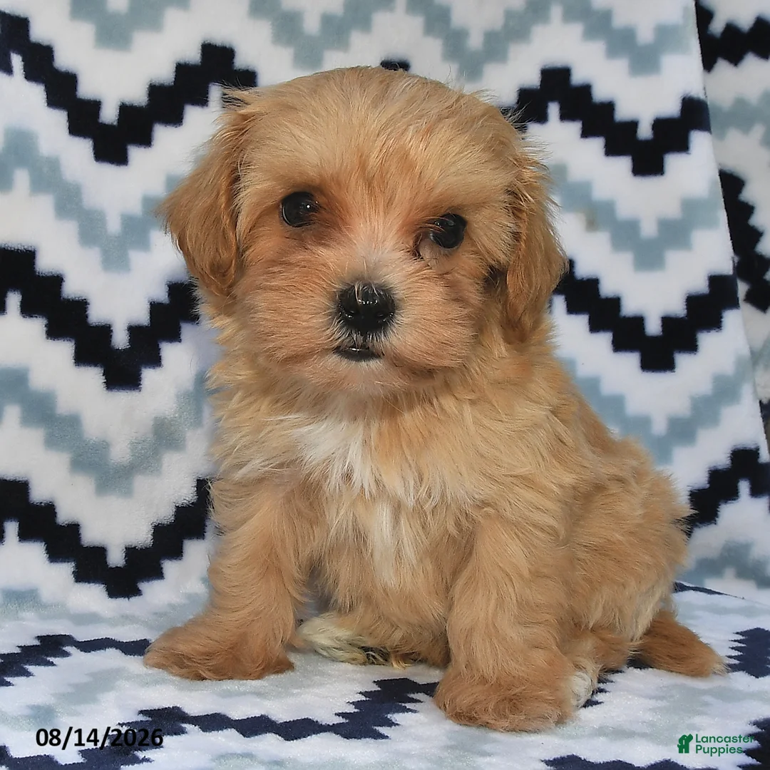 Maltipoo dogs for sale: Daxton - Ad 1