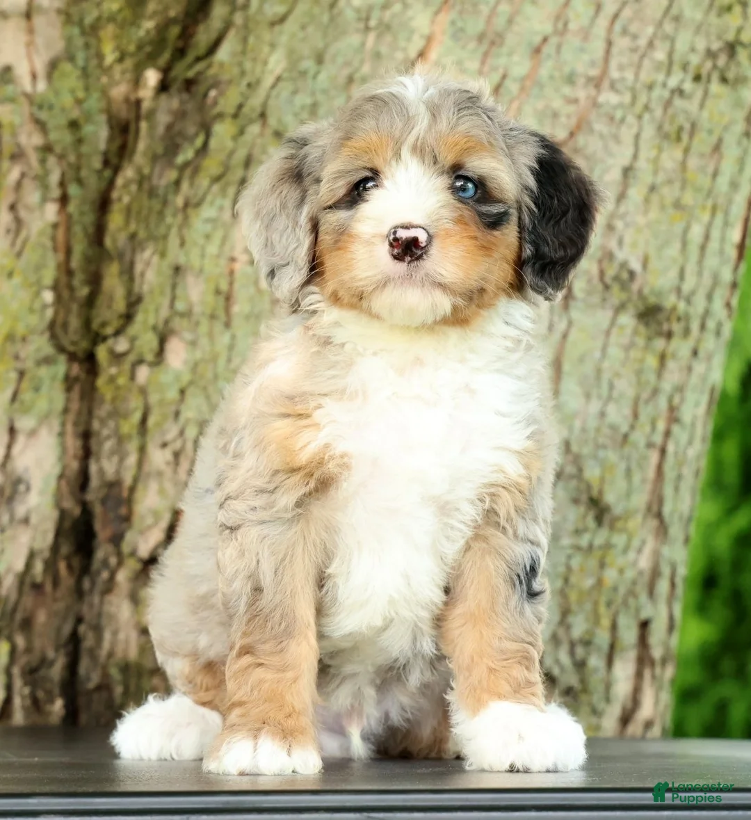 Mini Bernedoodle dogs for sale: Max - Ad 1