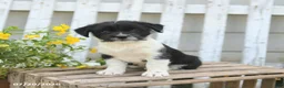 Mixed Breed dogs for sale: Tiny - Ad 3