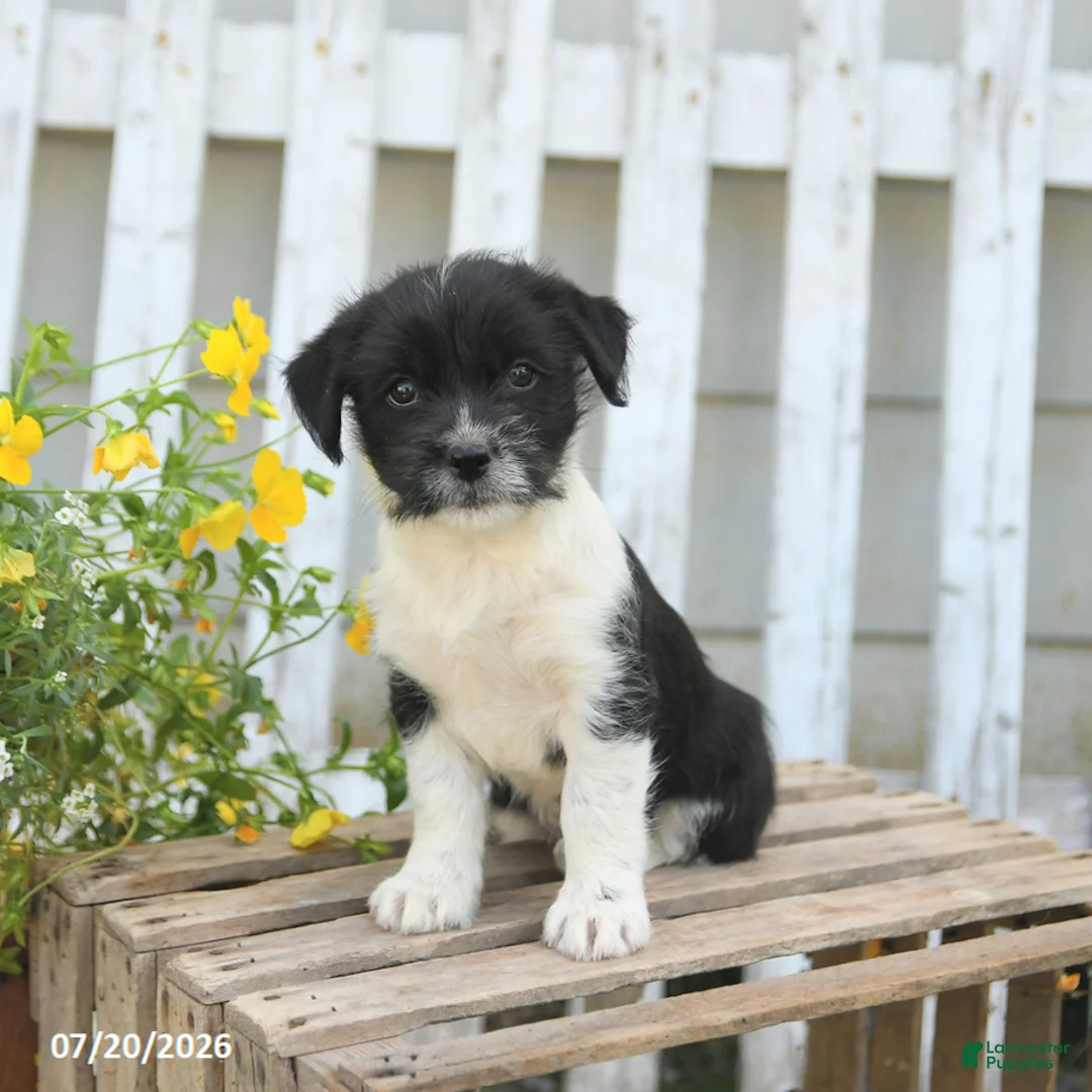 Mixed Breed dogs for sale: Tiny - Ad 3