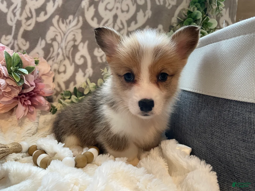 Welsh Corgi Pembroke dogs for sale: Sage - Ad 1