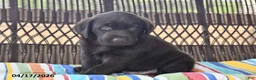 Labrador Retriever dogs for sale: Jack  - Ad 4