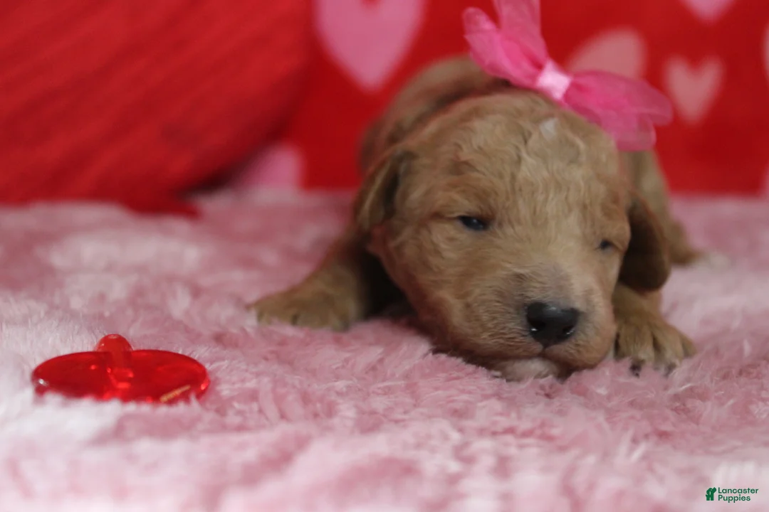 Goldendoodle dogs for sale: Sunkist - Ad 3