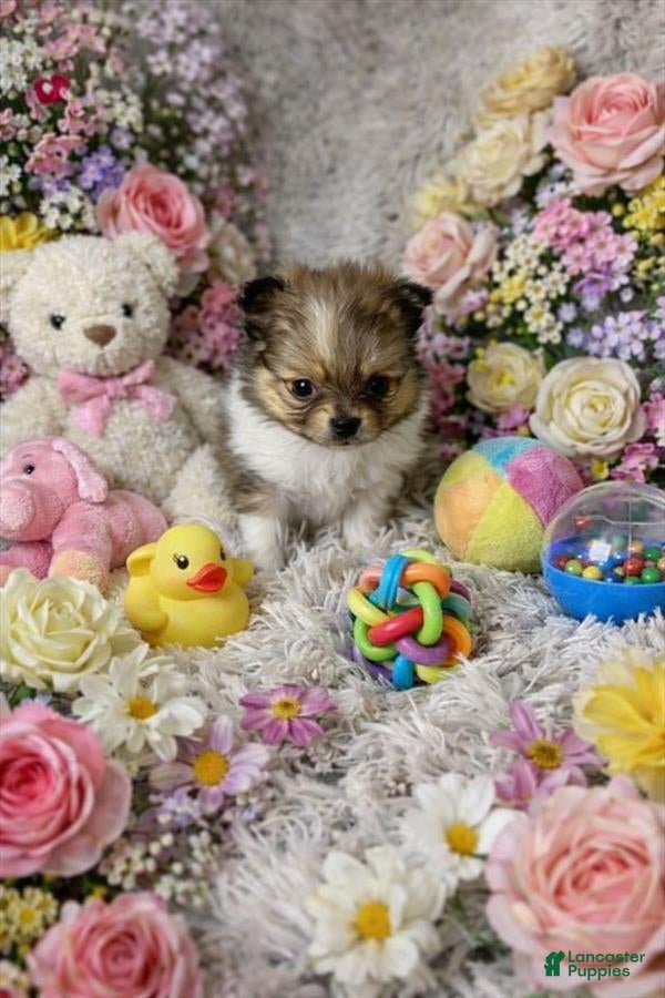 Mixed Breed dogs Mixed Breed Puppy 1 - Ad 13