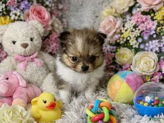 Mixed Breed dogs Mixed Breed Puppy 1 - Ad 13