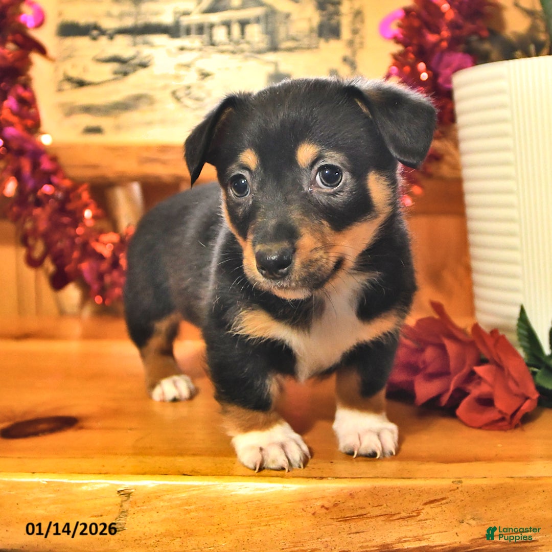 Welsh Corgi Pembroke dogs for sale: Scotty - Ad 4