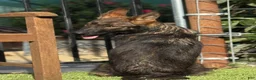 German Shepherd dogs for sale: German Shepherd 4 - Ad 9