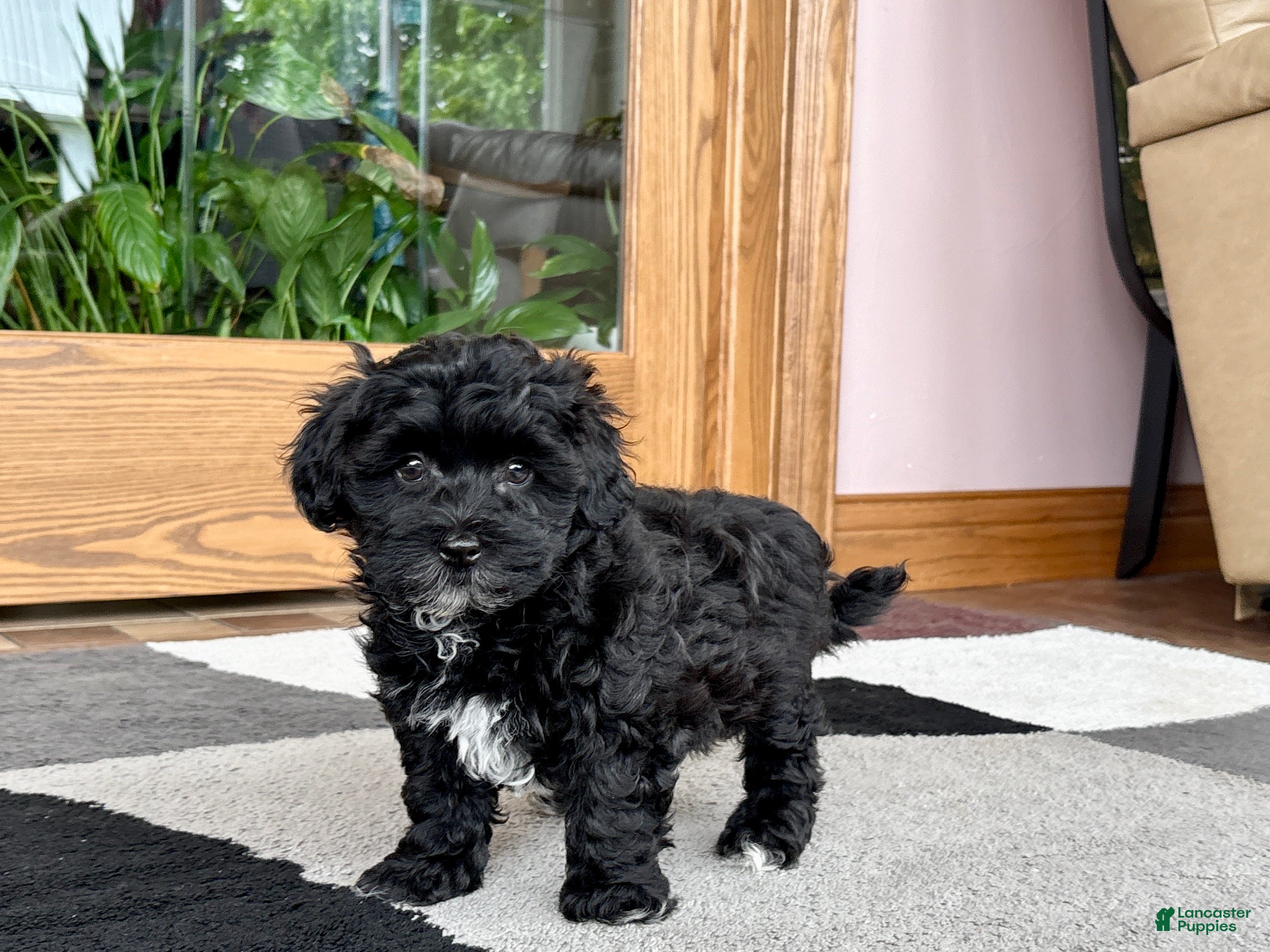 Havapoo dogs Havapoo Puppy 4 - Ad 1