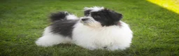 Havanese dogs for sale: Ivan Havanese Puppy  - Ad 32