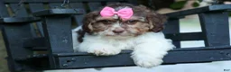 Teddy Bear dogs for sale:  Olive 🎀 - Ad 13