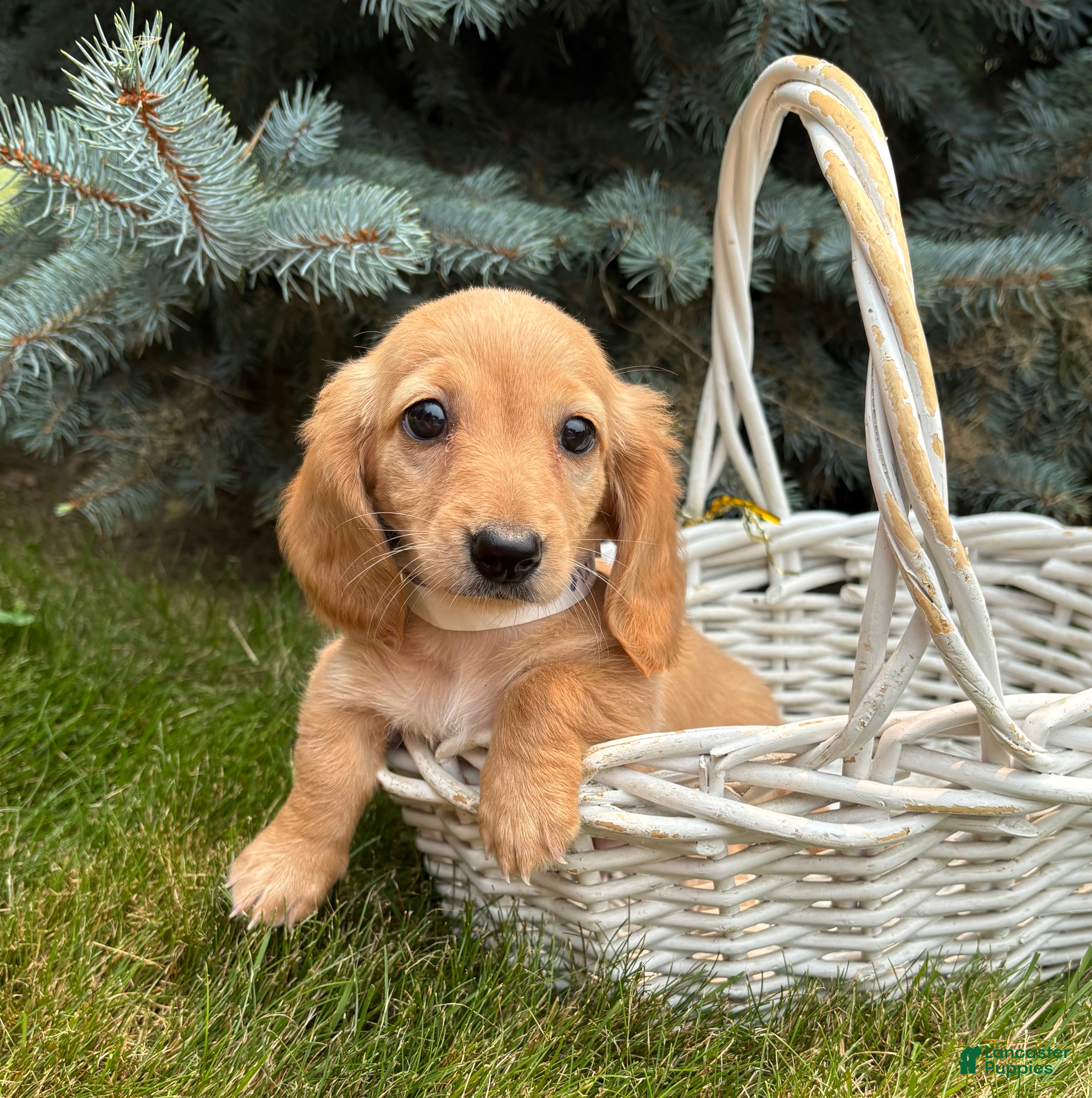 Dachshund dogs Oliver - Ad 2