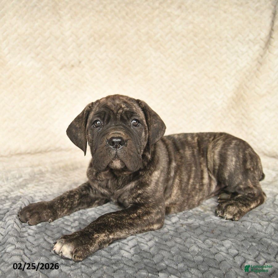 Cane Corso dogs Vivian  - Ad 2