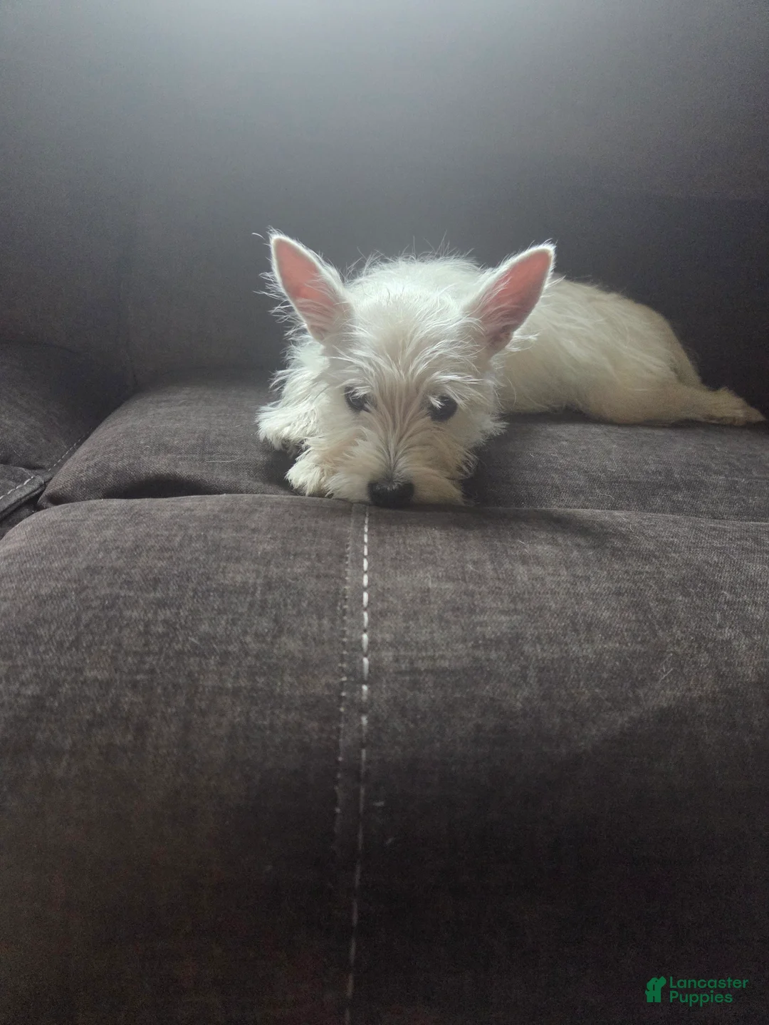 West Highland Terrier dogs for sale: Bart - Ad 2