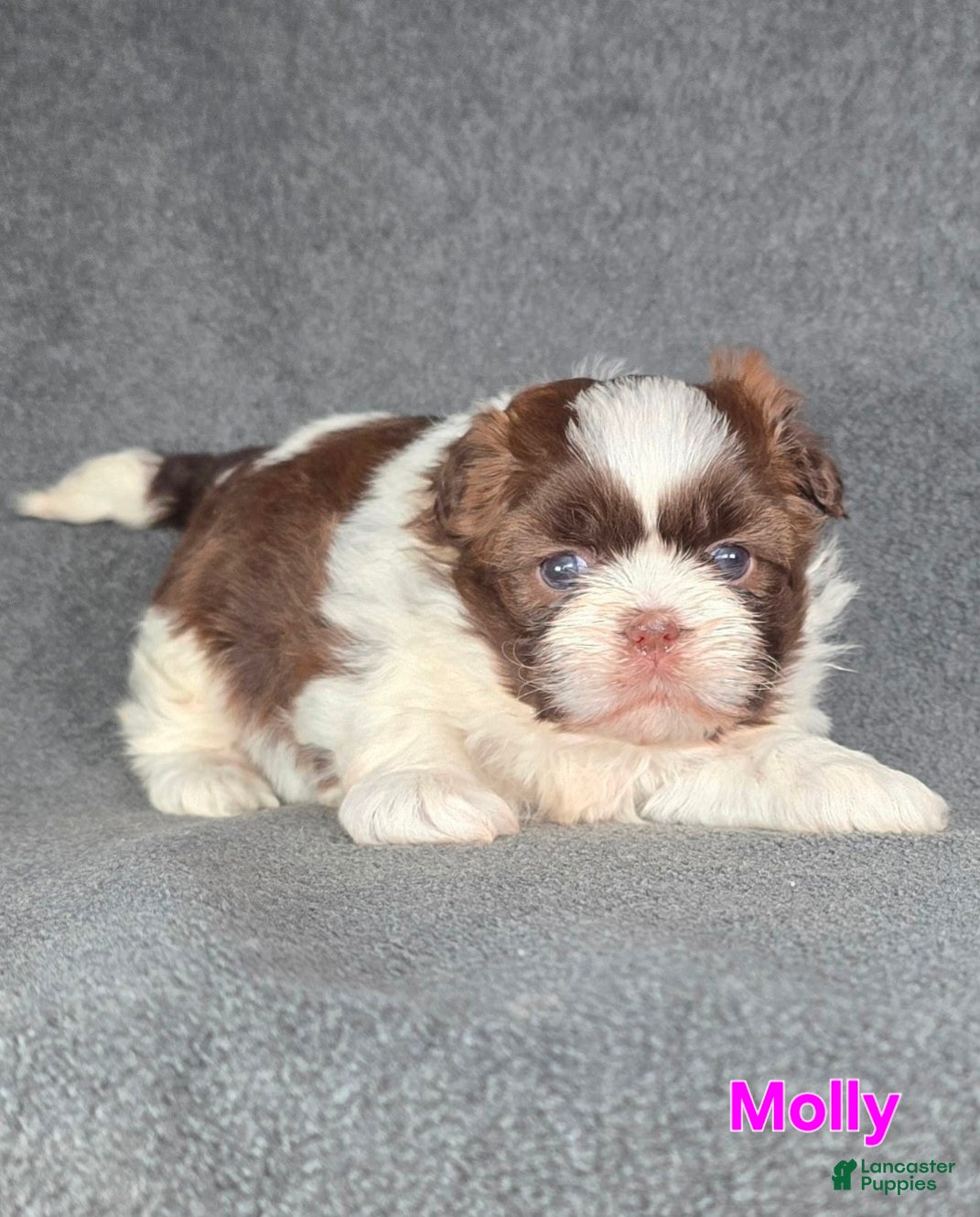 Shih Tzu dogs Molly - Ad 30
