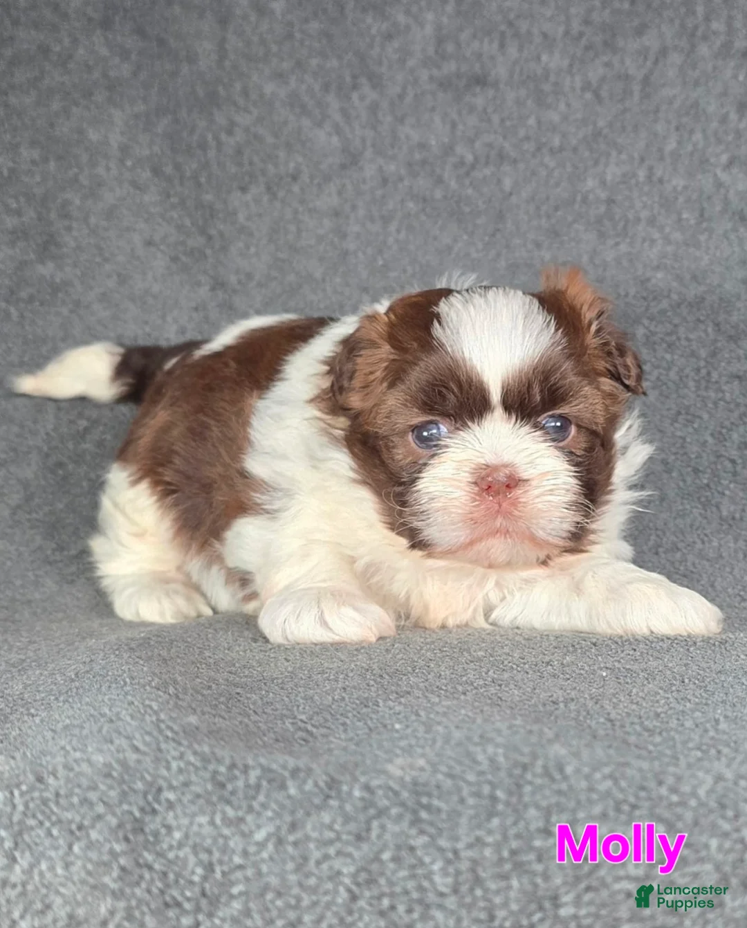 Shih Tzu dogs for sale: Molly - Ad 1