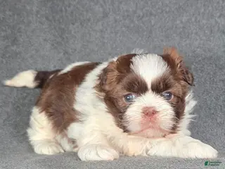 Shih Tzu dogs Molly - Ad 30
