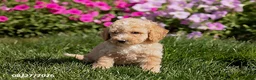 Mini Goldendoodle dogs for sale: Owen - Ad 3