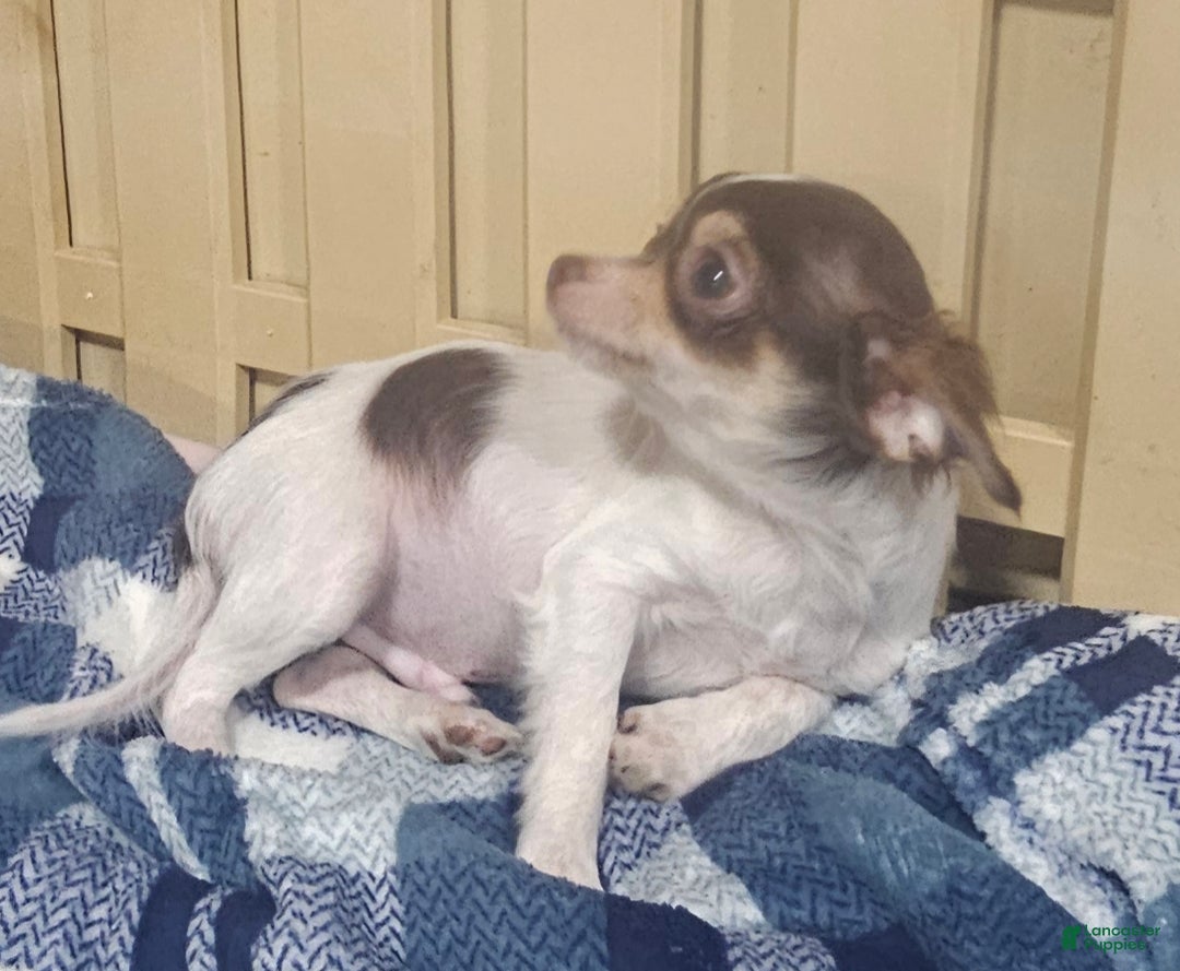 Chihuahua dogs for sale: Petey - Ad 4