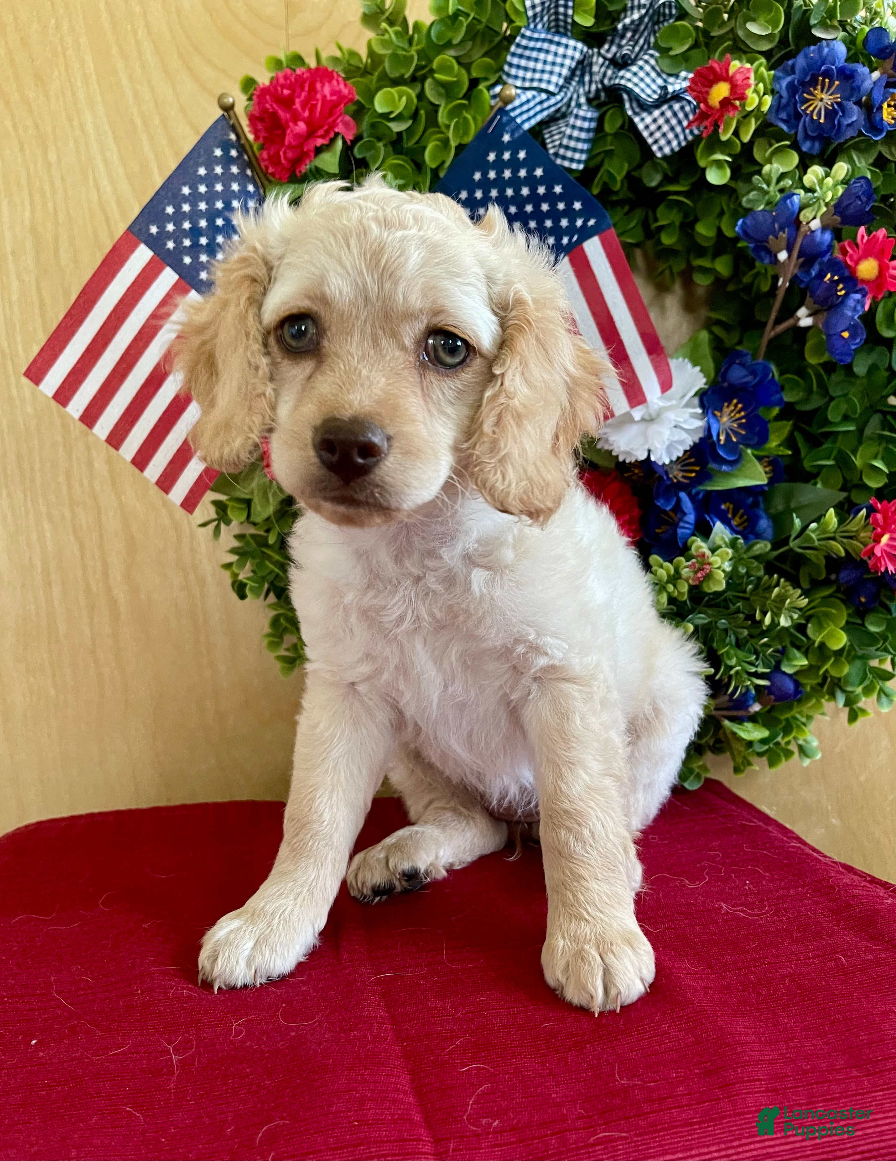 Cockapoo dogs Lily - Ad 2