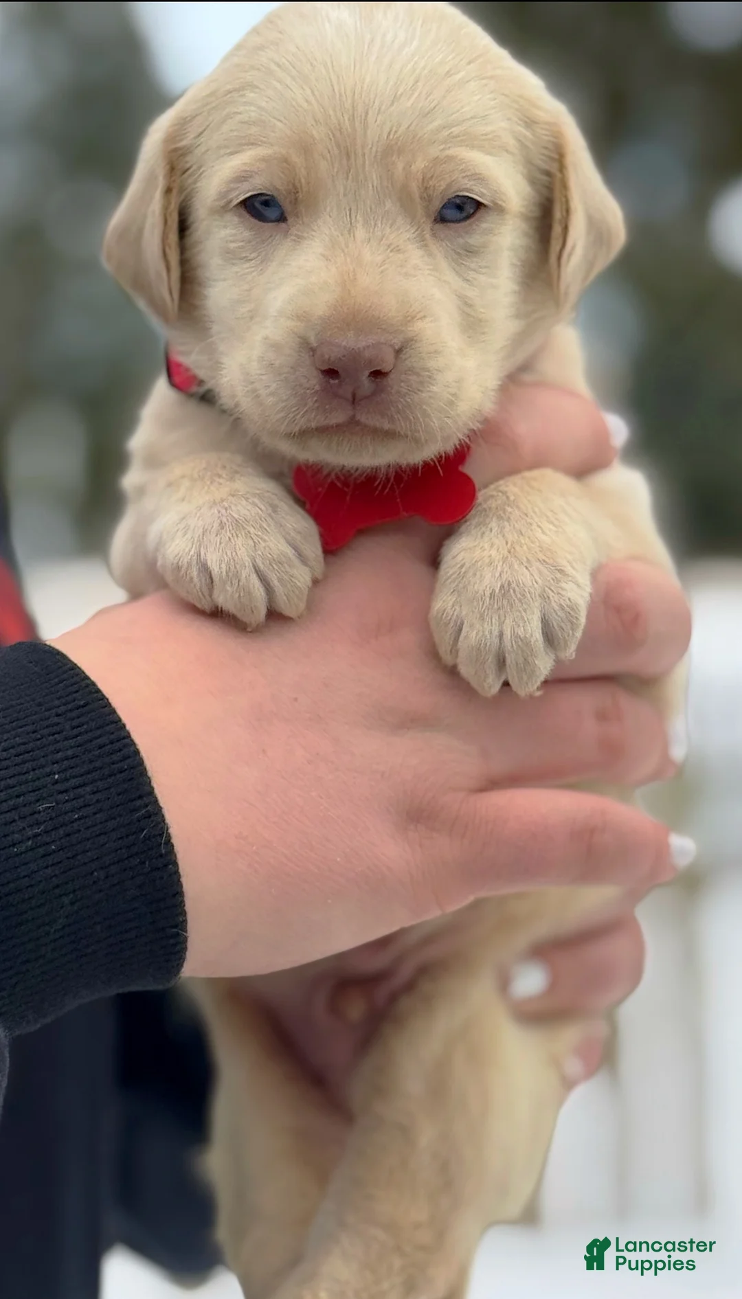 Labrador Retriever dogs for sale: Labrador Retriever Puppy 1 - Ad 21