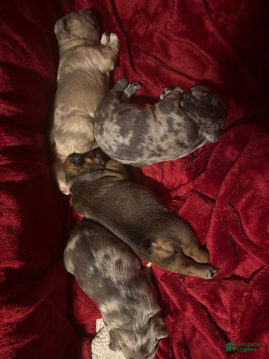 French Bulldog dogs for sale: Chocolate Obsession - Ad 12