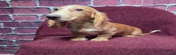 Miniature Dachshund dogs for sale: Max - Ad 4