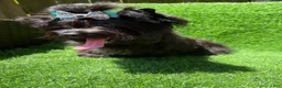 Yorkshire Terrier dogs for sale: Solid black male  - Ad 7