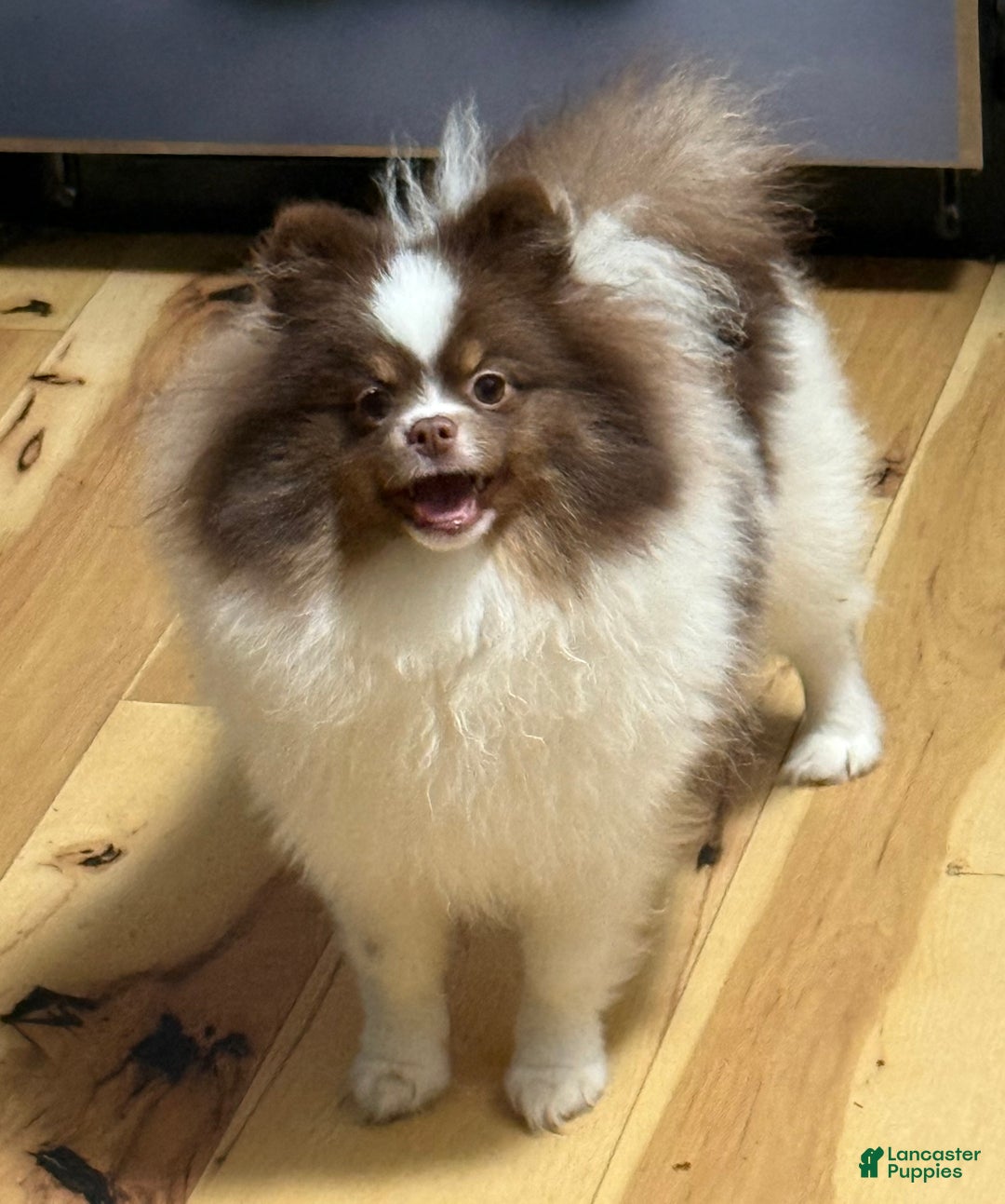 Pomeranian dogs for sale: Pomeranian Puppy 1 - Ad 4