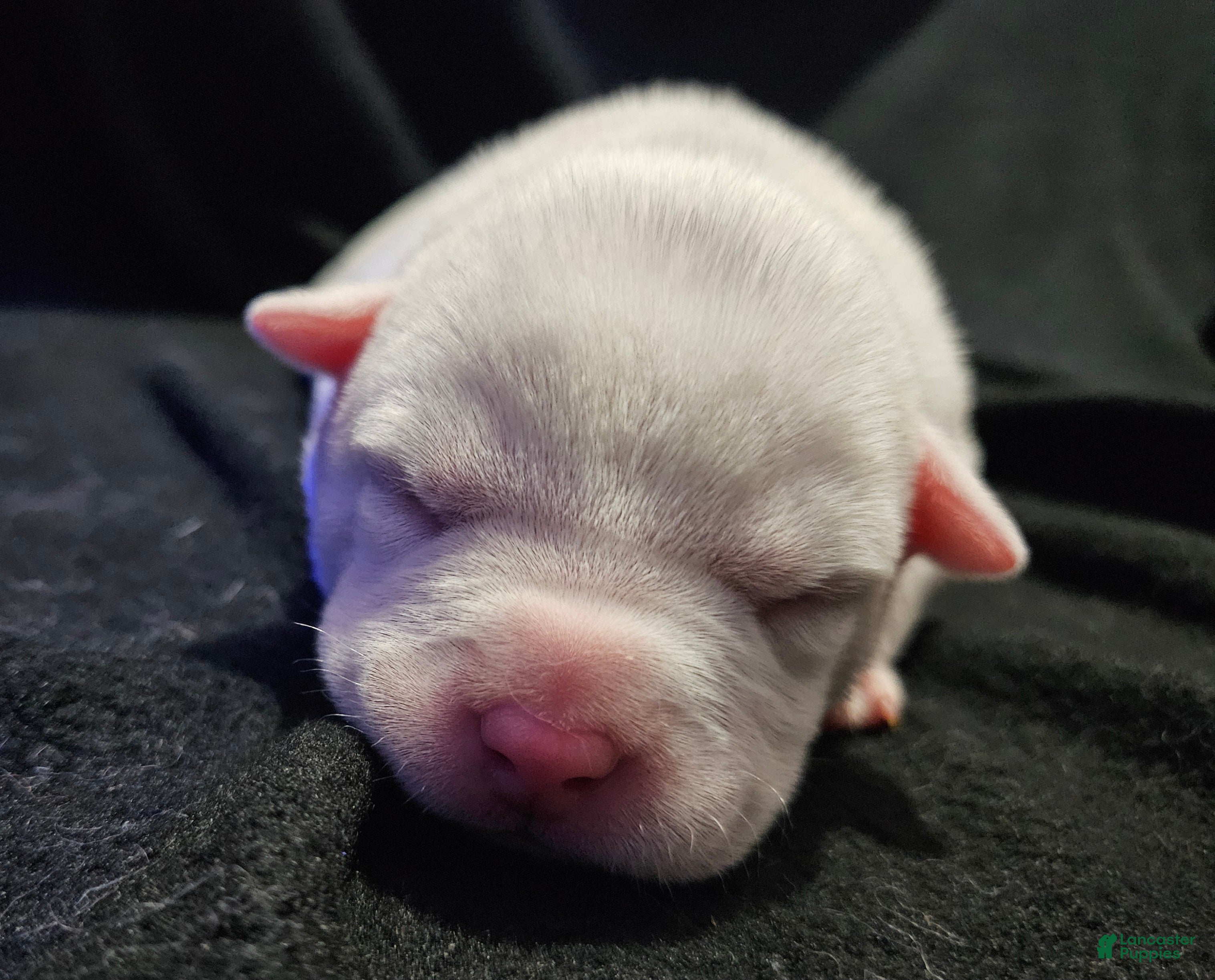 American Bully dogs for sale: American Bully - Fiona Frost  - Ad 4
