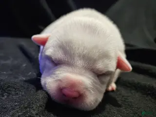 American Bully dogs for sale: American Bully - Fiona Frost - Ad 4