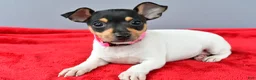 Toy Fox Terrier dogs for sale: Dixie - Ad 6