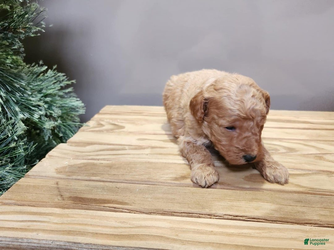 Mini Goldendoodle dogs for sale: Nash - Ad 17
