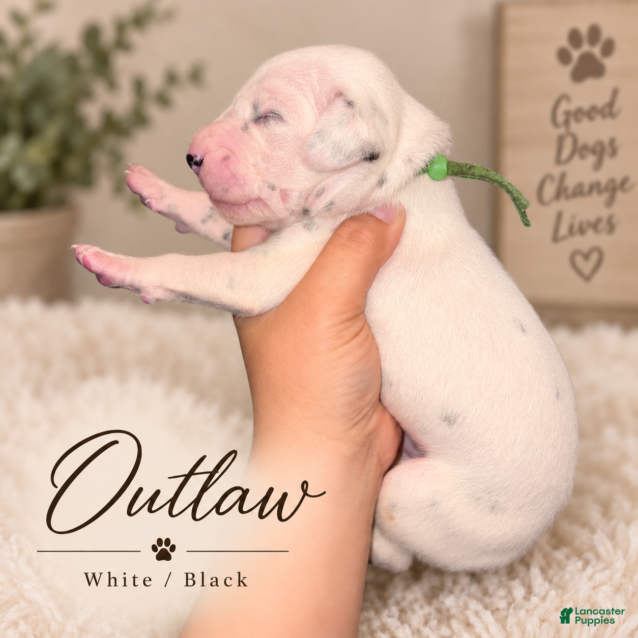 Dalmatian dogs Dalmatian 2 - Ad 24