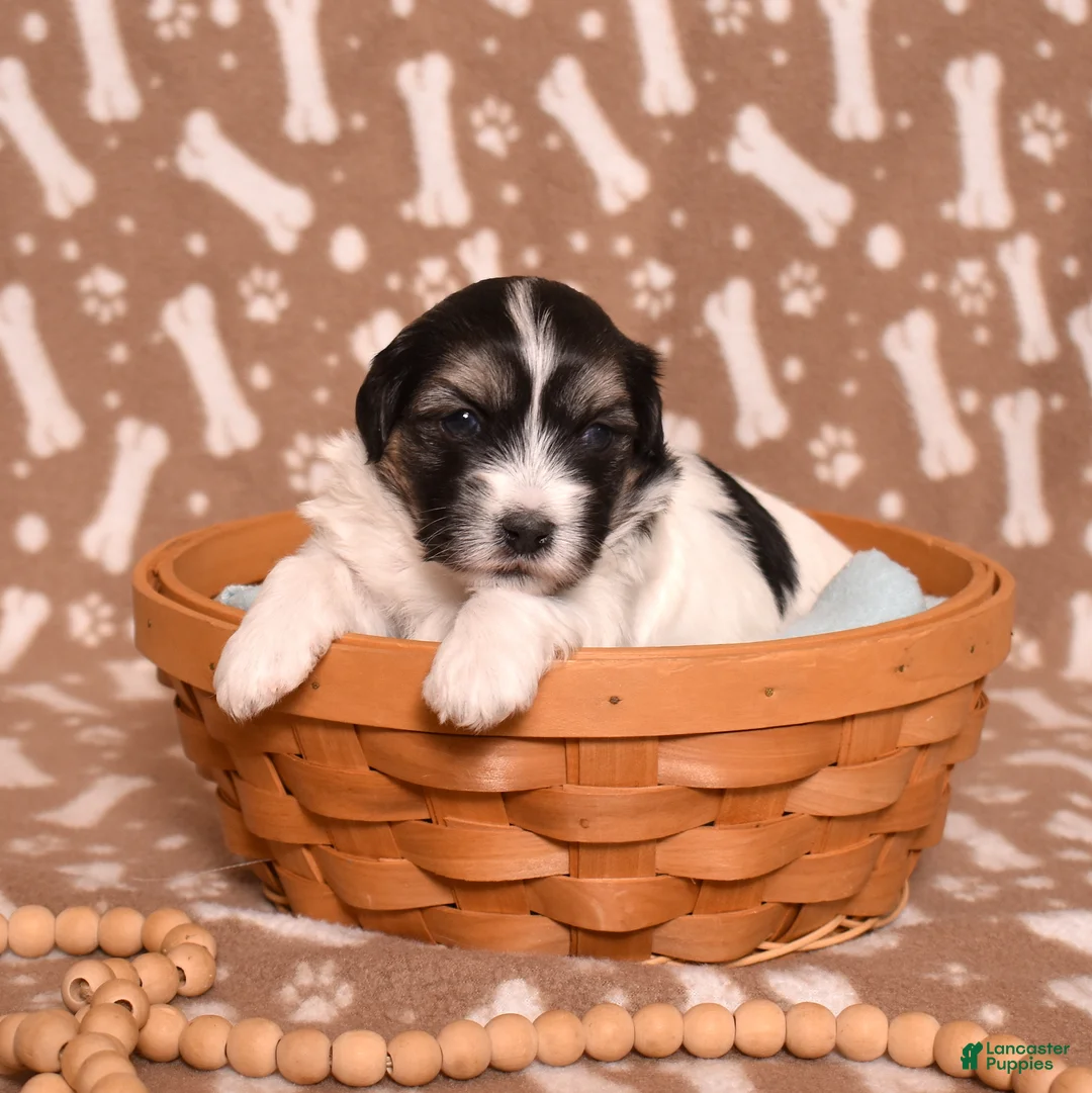 Coton De Tulear dogs for sale: Bear - Ad 1