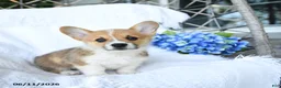 Welsh Corgi Pembroke dogs for sale: Kooper - Ad 3
