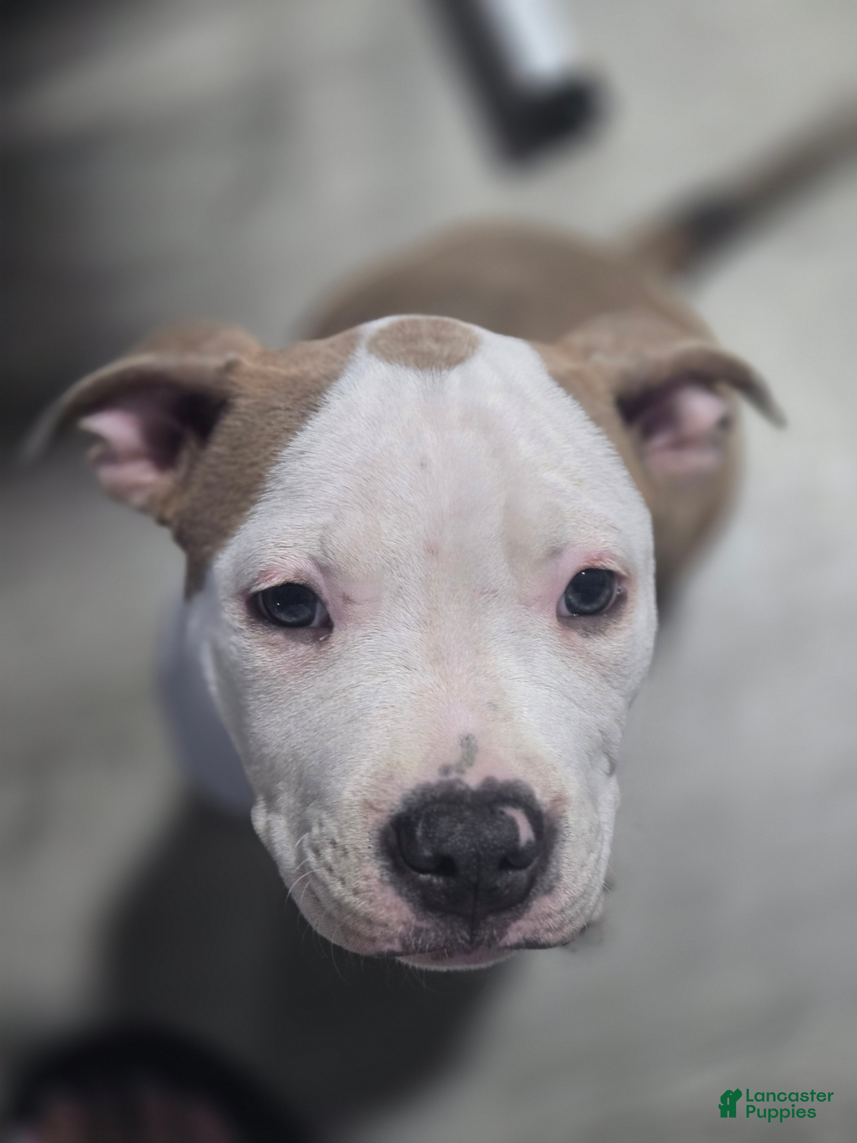 Mixed Breed dogs Sally - Ad 22