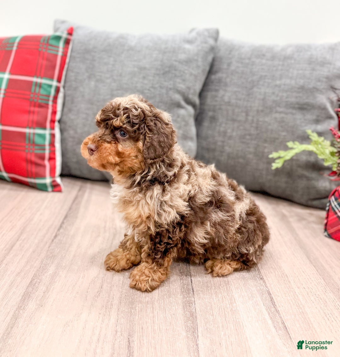 Miniature Poodle dogs for sale: Copper - Ad 4
