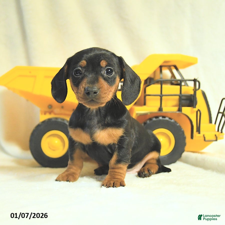 Miniature Dachshund dogs Destiny - Ad 8