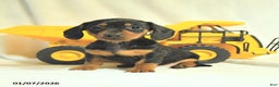 Miniature Dachshund dogs for sale: Destiny - Ad 1